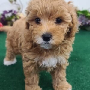 Abigail - Maltipoo Hündin