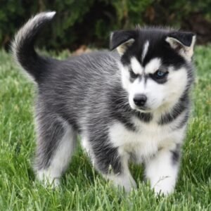 Amee - Siberian Husky Hündin