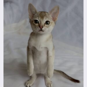 Abby - Singapura Kater Kitten