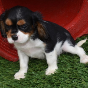 Abby - Cavalier King Charles Spaniel Hündin