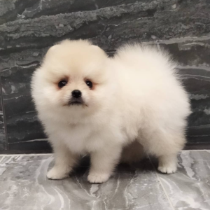 Alice - Pomeranian (Zwergspitz) Hündin