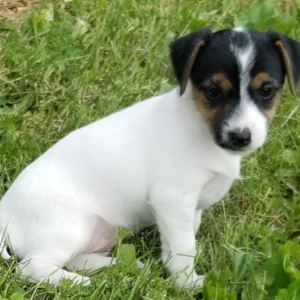 Angel - Jack Russell Terrier Hündin (Zwergpinscher)
