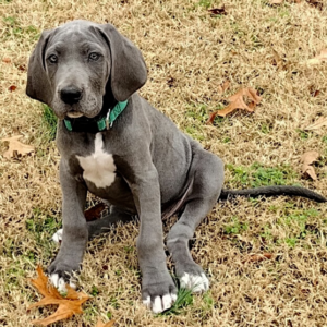 Angel - Dalmatiner Hündin