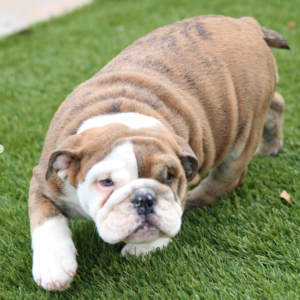 Apollo - Englische Bulldogge Rüdenwelpe