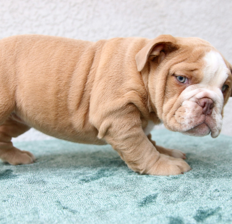 Athena - Englische Bulldogge Hündin