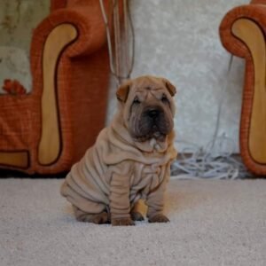 Brayton - Shar Pei Rüdenwelpe