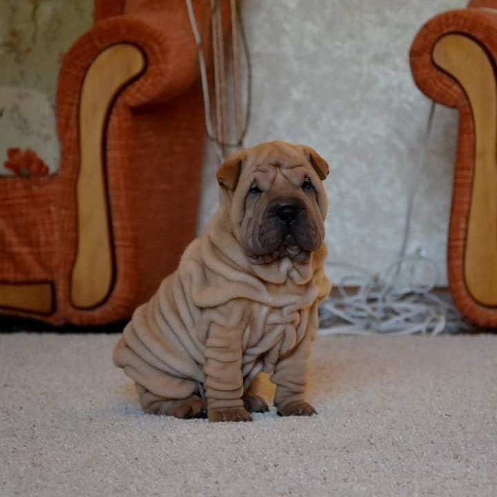 Brayton - Shar Pei Rüdenwelpe