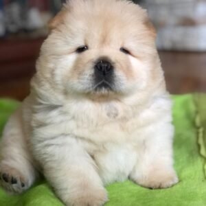 Bailey - Chow Chow Rüdenwelpe