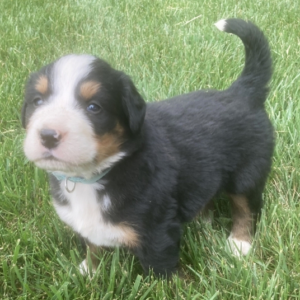 Bailey - Männlicher Berner Sennenhund