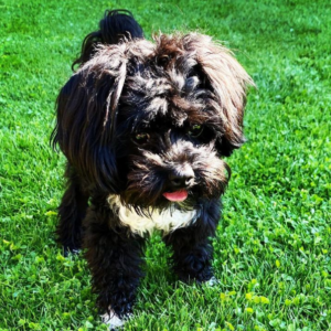 Balu - Bolonka Zwetna Rüdenwelpe