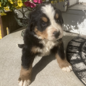 Barry - Männlicher Berner Sennenhund