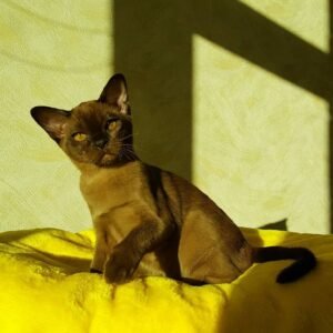 Bella - Burma Kätzchen (Burmese Kitten) – Weiblich