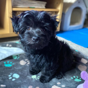 Bella - Bolonka Zwetna Hündin