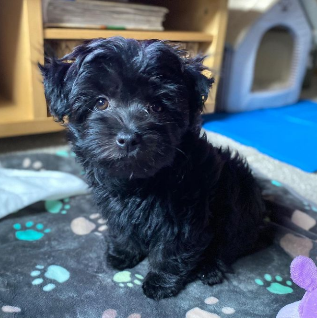 Bella - Bolonka Zwetna HĂŒndin