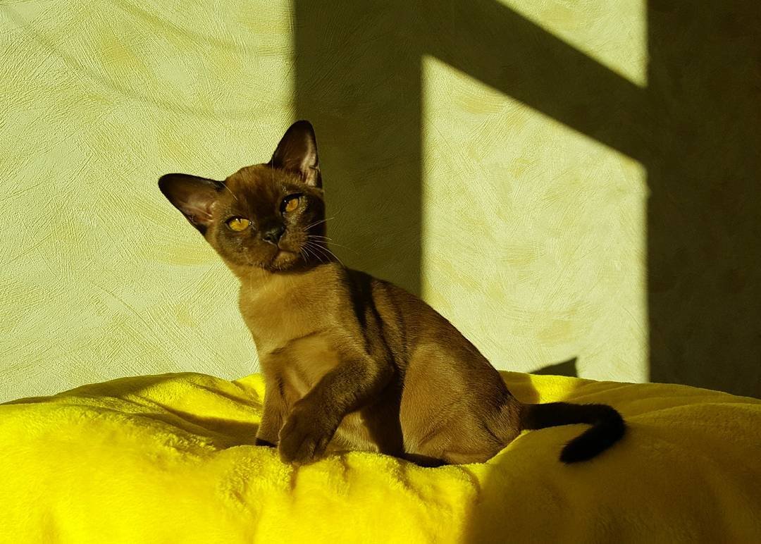 Bella - Burma Kätzchen (Burmese Kitten) – Weiblich