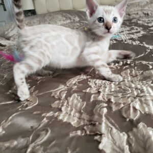 Benzy - Bengal Kätzchen (weiblich)