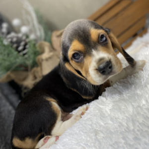 Bob - Beagle Rüdenwelpe