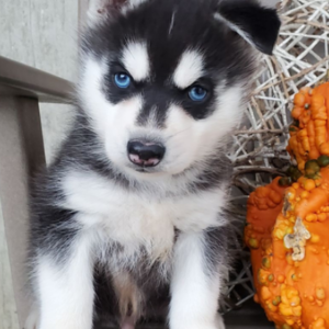 Buddy - Siberian Husky Rüdenwelpe
