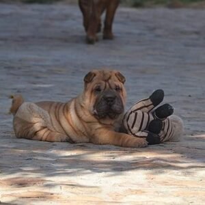 Chloe - Shar Pei Hündin