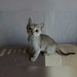 Caleb - Singapura Kater Kitten