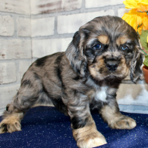 Candy - Cocker Spaniel Hündin