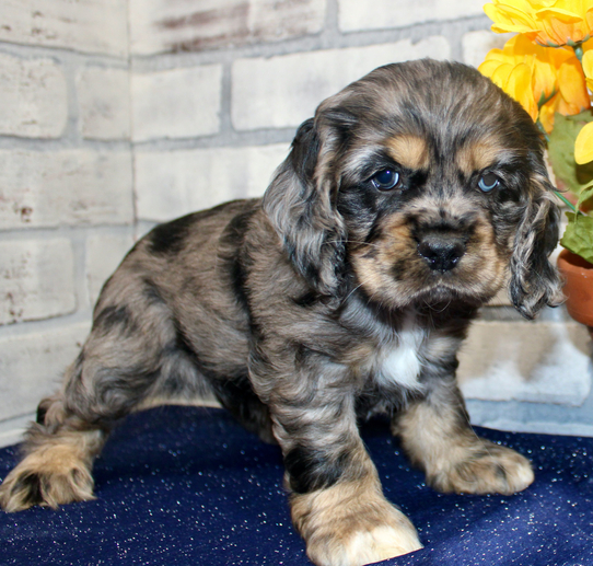 Candy - Cocker Spaniel Hündin