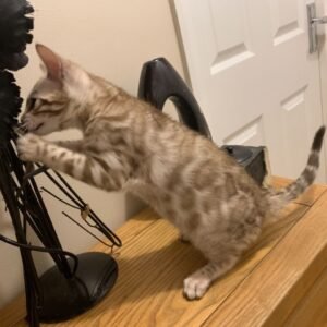 Carla - Bengal Kätzchen (weiblich)