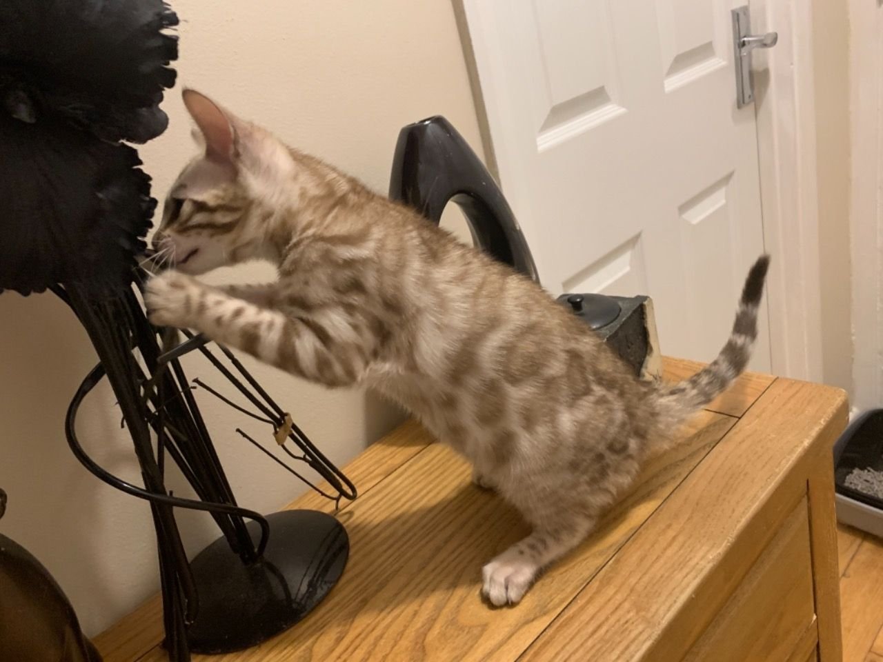 Carla - Bengal Kätzchen (weiblich)