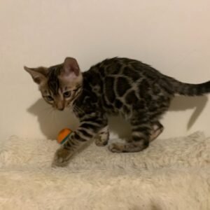Carlos - Bengal Katerchen (männlich)
