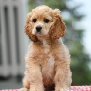 Cash - Cocker Spaniel Rüdenwelpe