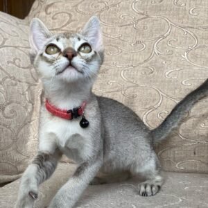 Casper - Singapura Kater Kitten