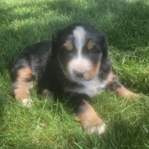 Charles - Männlicher Berner Sennenhund