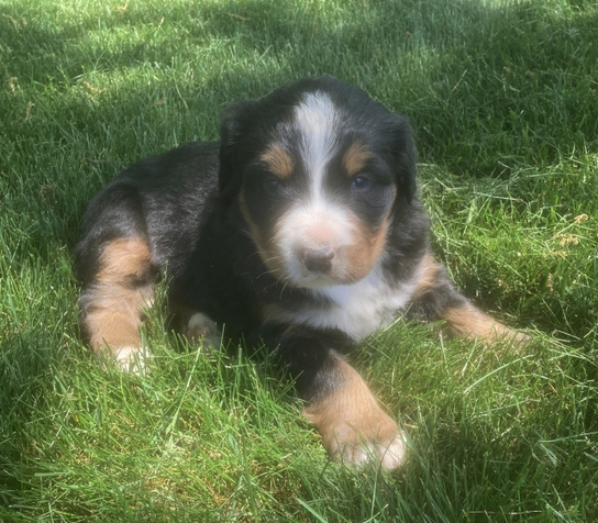Charles - Männlicher Berner Sennenhund
