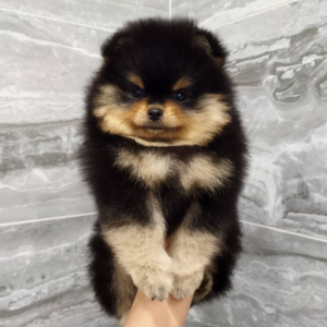 Cheryl - Pomeranian (Zwergspitz) Hündin