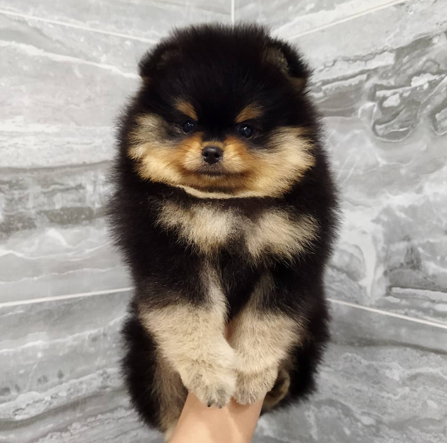 Cheryl - Pomeranian (Zwergspitz) Hündin