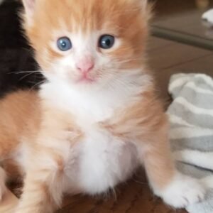 Chief - Maine Coon Kater