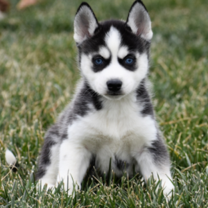 Cluas - Siberian Husky Rüdenwelpe