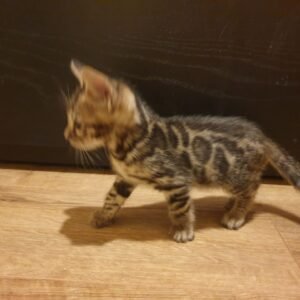 Clio - Bengal Kätzchen (weiblich)