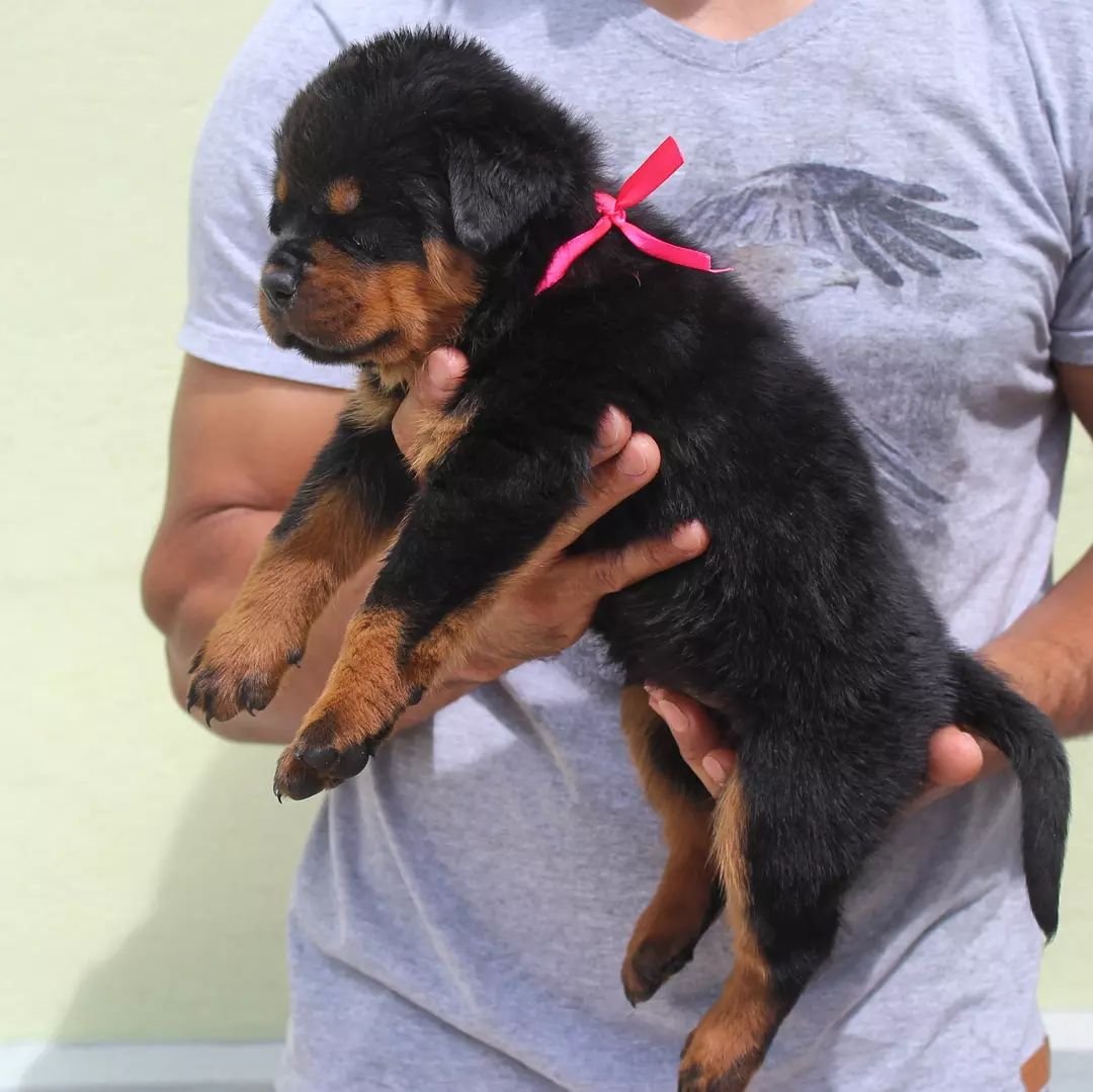 Cloey - Rottweiler Hündin