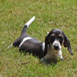 Trixie - Dackel Hündin (Dachshund)