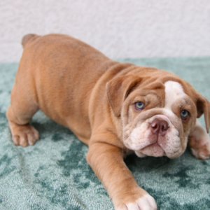 Daphne - Englische Bulldogge Hündin