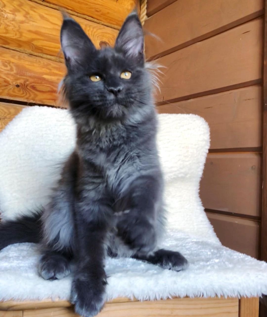 Dineo - Maine Coon Kätzchen (Weiblich) - Image 4