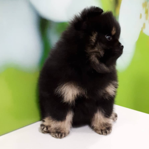 Dominic - Pomeranian (Zwergspitz) Rüdenwelpe