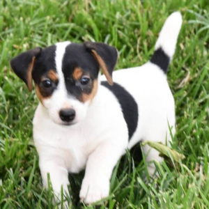 Dove - Jack Russell Terrier Hündin (Zwergpinscher)