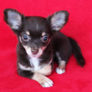 Dovie - Chihuahua Hündin