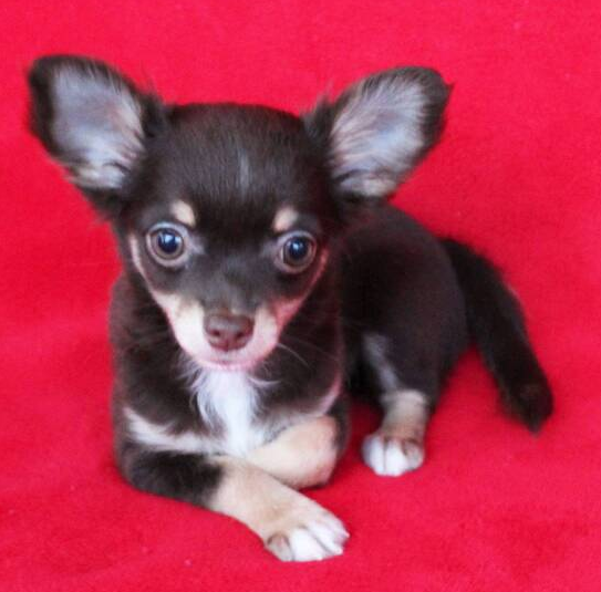 Dovie - Chihuahua Hündin