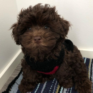 Etla - Bolonka Zwetna Hündin