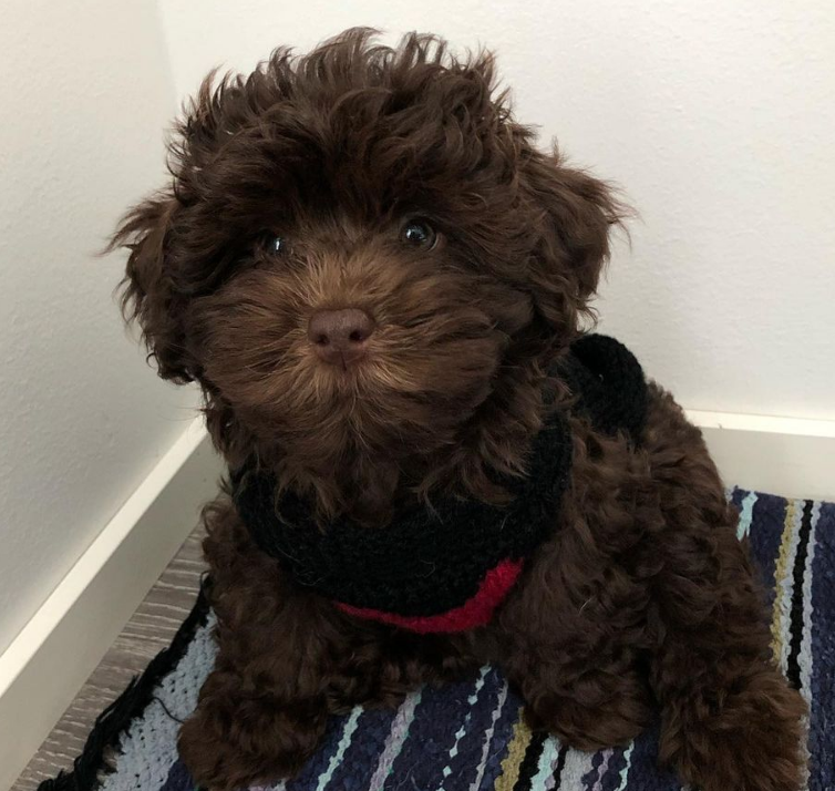 Etla - Bolonka Zwetna HĂŒndin