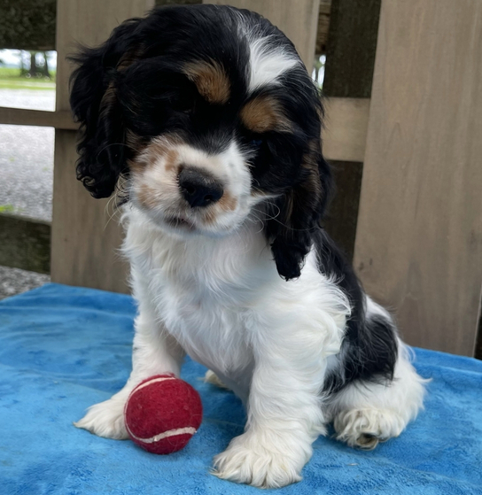 Eliza - Cocker Spaniel Hündin