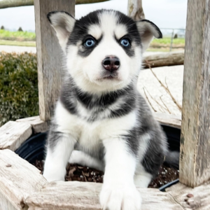 Ella - Siberian Husky Hündin